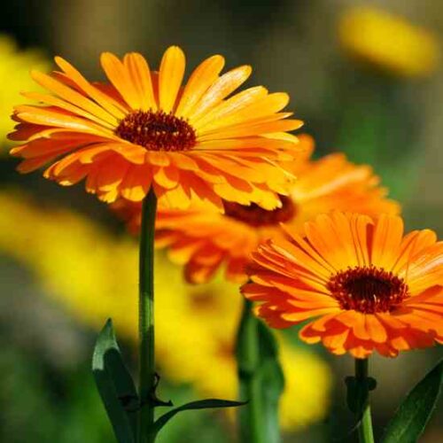 Calendula Salve Recipe